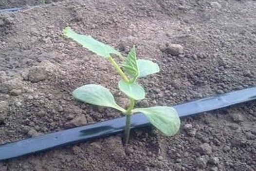 節(jié)水種植技術(shù)的管道，滴灌管道是什么原理?